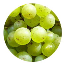 Grape Variety